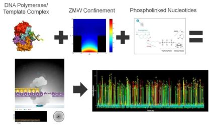 쓴메밀(5-1 계통) Single-Molecule Real Time (SMRT) sequencing 방법