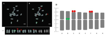 Mitotic metaphase chromosome of F.tartaricum is composed of 2n=2x=16 (A). Fluorescence in situ hybridization on somatic chromosomes using two types of repetitive sequences as probes such as 5S rDNA (green fluorescence) and 45S rDNA (red fluorescence) (B). FISH karyotype analysis (C) and its idiogram (D) based on the measurement of mitotic metaphase complements and markers pattern. Bars: 5um