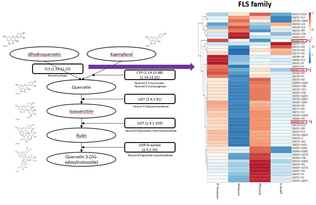 쓴메밀 루틴 생합성 과정 FLS 유전자 발현