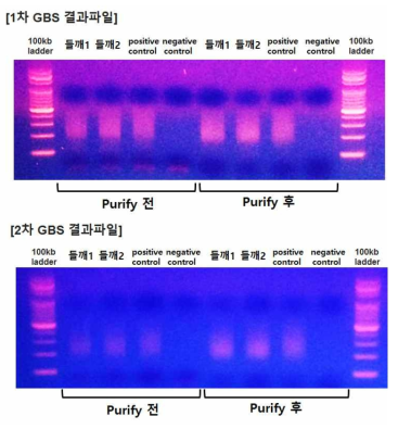 들깨 F2집단 192계통 GBS library 작성 결과 (purify 전후)