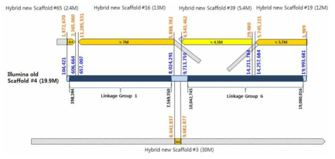 Illumina scaffold와 Hybrid scaffold 간 서열 유사성 모식도 (Illumina scaffold #4)