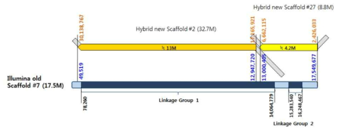 Illumina scaffold와 Hybrid scaffold 간 서열 유사성 모식도 (Illumina scaffold #7)