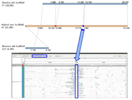 Illumina 5kb mate pair library의 short read mapping 이용 Hybrid scaffold 확인