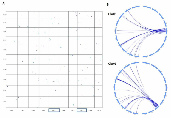 MCscan의 synteny correspondence 비교 통해 살펴본 들깨 genome duplication 조사