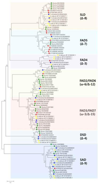 들깨, 애기장대, 참깨, 콩의 지방산 불포화효소 gene family를 이용한 phylogenetic tree