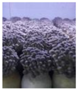 재배되는 만가닥 버섯의 모습 (참맛버섯영농조합법인)