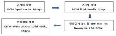 만가닥 원형질체 분리 조건 확립