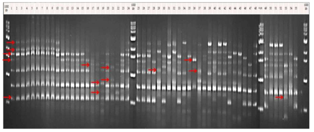 ISSR 13마커 PCR 다형성 결과