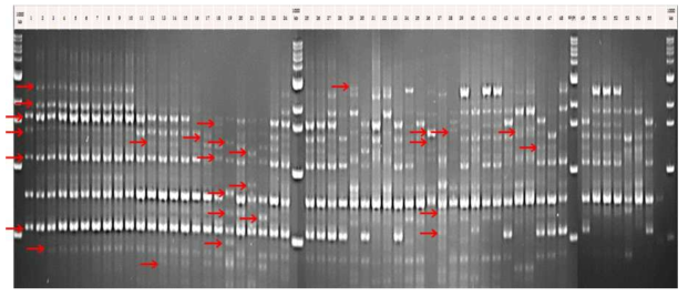 ISSR 15마커 PCR 다형성 결과