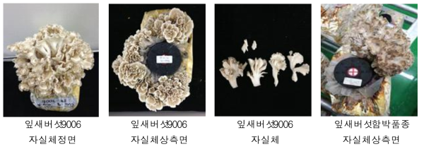 잎새버섯 ‘9006’과 ‘함박’ 품종 자실체 모습(1차재배)