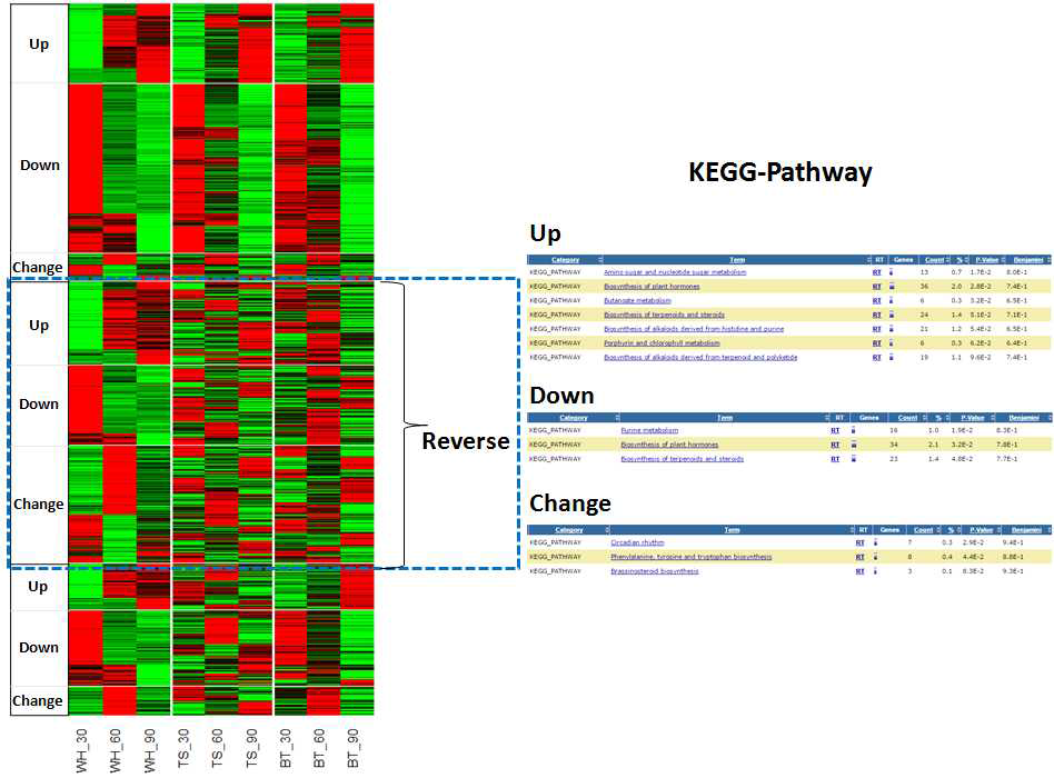 배 품종별, 시기별로 특이적으로 발현되는 유전자의 KEGG-pathway 분석