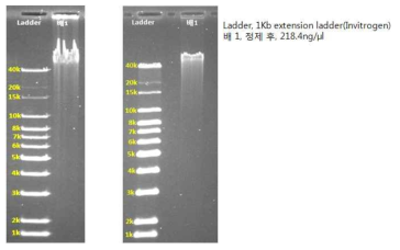 배 genomic DNA를 0.6% agarose gel, 35 volt, 15hrs 전기영동 분석한 사진