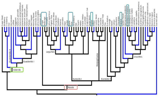 배 진화분석을 위한 비교종 선별