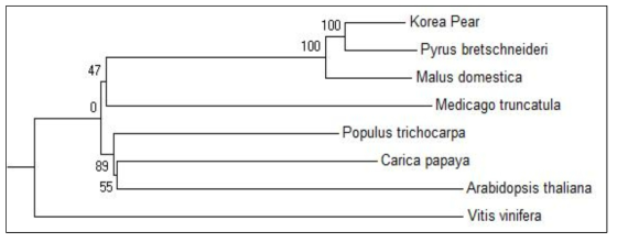 유전자 확장, 축소 분석을 위해 선발한 52개 유전자에 의한 Phylogenetic tree
