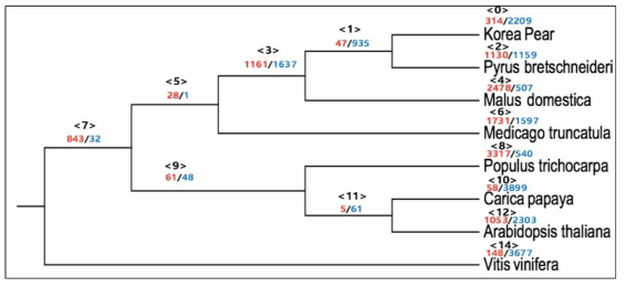 유전자 확장, 축소 분석를 나타낸 Phylogenetic tree