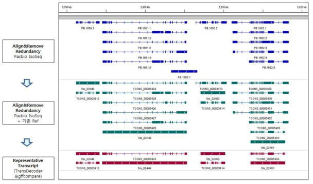 PacBio 데이터와 RNA-Seq 데이터를 이용하여 유전자 영역을 결정하고 선발