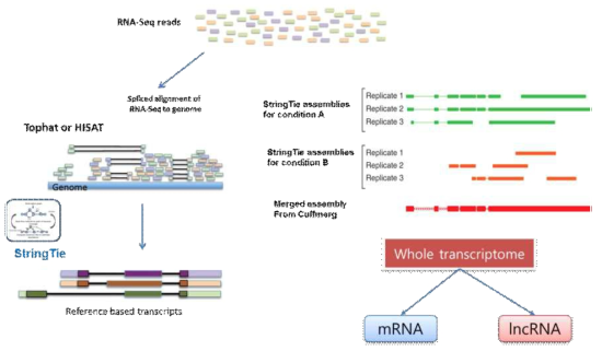 결명자 lncRNA 분석을 위한 workflow