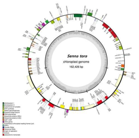 결명자 chloroplast genome