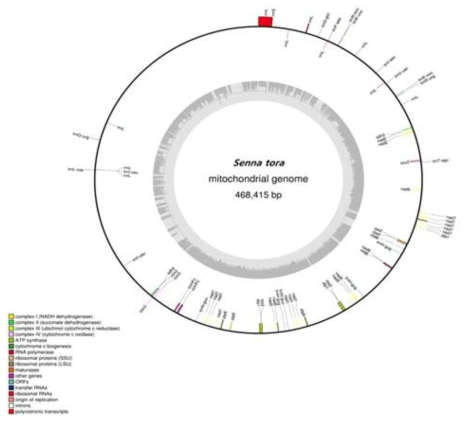 결명자 mitochondrial genome