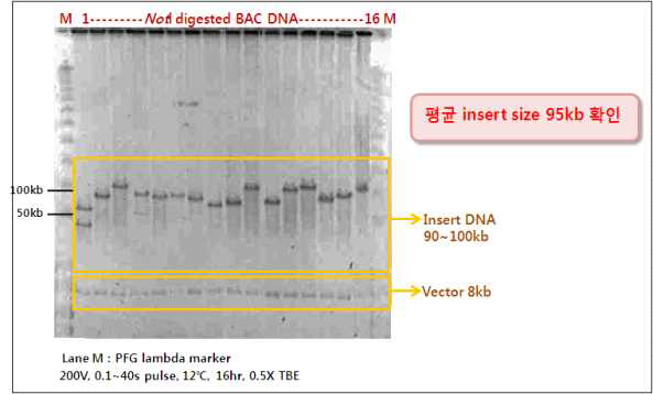 NotI enzyme digestion of Senna tora BAC DNA