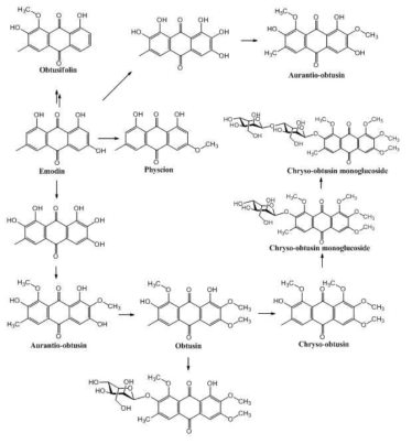 예상되는 Anthraquinone의 methylation과 glucosylation