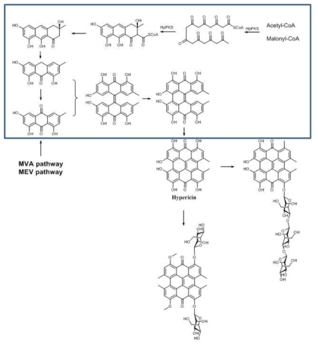 예상되는 hypericin 생합성 과정