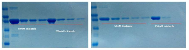 t.Sto_347910 및 t.Sto_112300 유전자 발현 및 Ni-NTA resin에 의해 정제. 정제 조건은 Buffer: 20 mM Tris(pH 8.0), 0.5 M NaCl, 5 mM Imidazole, 1 mM DTT, 10% Glycerin. Elusion:50mM, 250mM Imidazole