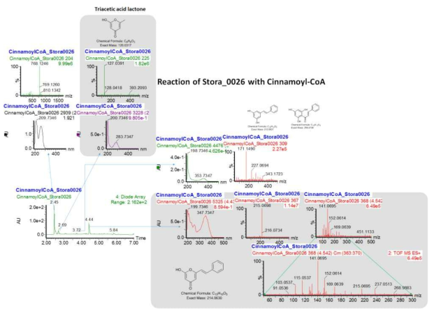 Cinnamoyl-CoA와 발현된 효소 (CHS) t.Sto_247460, t.Sto_347910 및 t.Sto_112300와의 반응 결과물 Mass 분석 결과