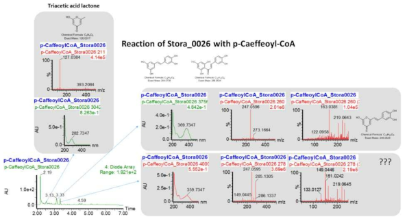 p-Caeffeoyl-CoA와 발현된 효소 (CHS) t.Sto_247460, t.Sto_347910 및 t.Sto_112300와의 반응 결과물 Mass 분석 결과