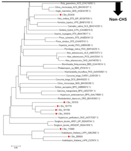 Non-CHS Phylogenetic tree 비교 (The multiple alignment of the type III PKSs was made by the Clustal W program(Thompson et al., 1994) with a BLOSUM matrix. A neighbor-joining phylogenetic tree was drawn by 1,000 bootstrap tests with a p-distance matrix, using the MEGA7 software(Kumar et al., 2016)