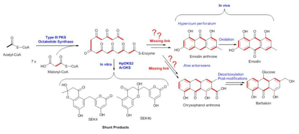 예상되는 non-CHS (Octaketide synthase) 생합성 과정