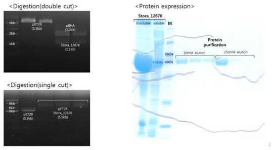 t.Sto_181810 유전자의 확보, 발현 및 정제