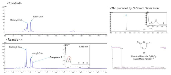 non-CHS 효소 (t.Sto_181810)와 기질 acetyl-CoA 및 malonyl-CoA와 in vitro 반응