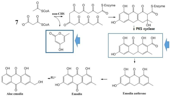 non-CHS 효소와 olyketide cyclase 결과물에 의한 예상되는 생합성 과정