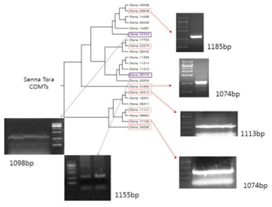 Senne tora 유래의 9개의 O-methyltransferase와 유전자 클로닝
