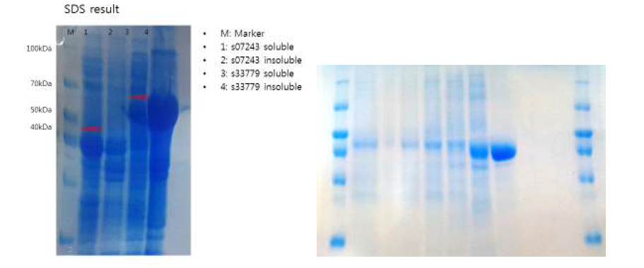 발현된 O-methyltransferase 및 정제된 OMT (t.Sto_006920)