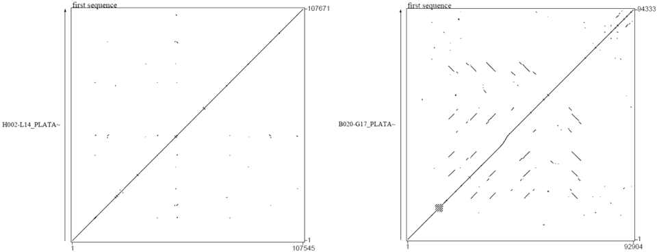 BAC 클론 시퀀스와 Platanus 스케폴드를 이용한 dot plot