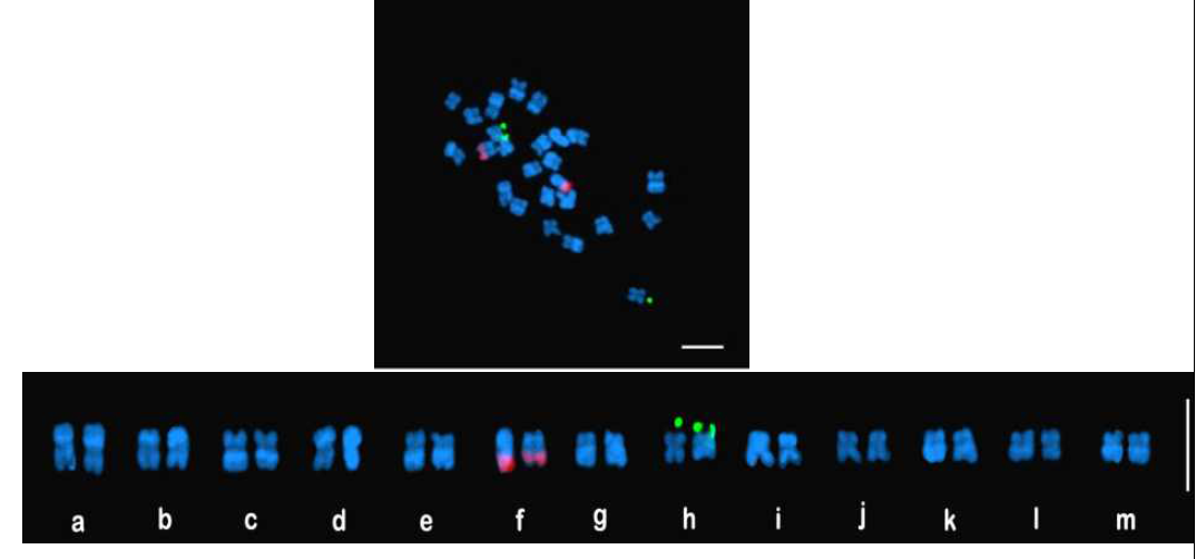 결명자의 FISH 염색체 중기상 및 핵형분석도