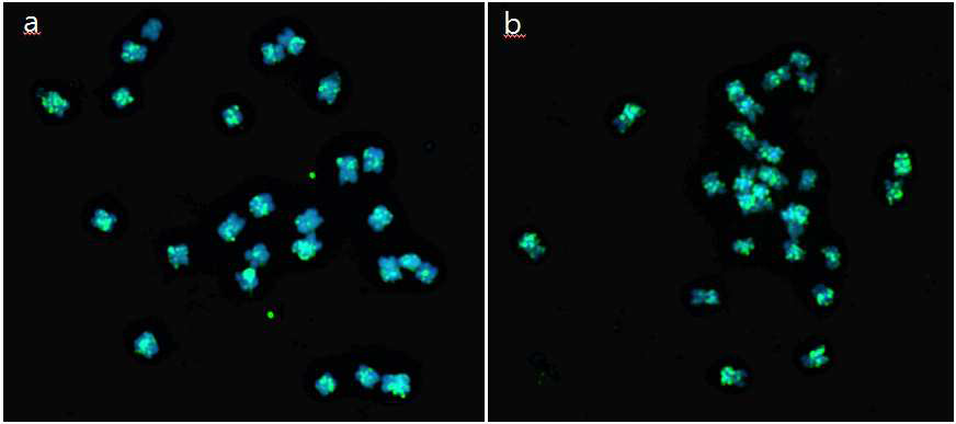 결명자 반복서열 tora repeat 35(a), 46(b)을 탐침으로 한 FISH 중기염색체상
