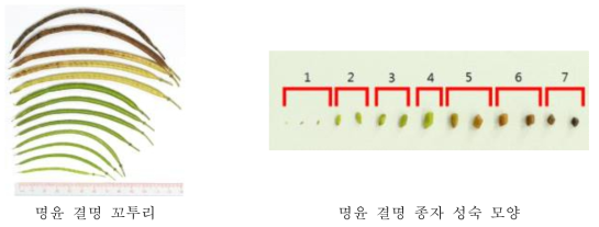 명윤 결명자 종자 꼬투리의 성장단계별 변화. 꼬투리가 건조하면서 전반적으로 녹색에서 갈색으로 변화하며 내부의 종자도 색상이 변화한다