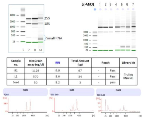 명윤 결명 조직별 RNA 분리 및 QC 결과 예시. RNA 전기영동 결과와 BioAnalyzer의 RNA integration number (RIN) 분석값을 보였다. 종자의 전체 RNA는 다른 조직에 비하여 small RNA가 다량으로 존재하는 것을 보여준다