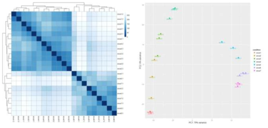 결명자 종자 성숙단계별 총 21개 시료간의 correlation 검토. (A)종자의 성숙단계 1→4와 성숙단계 5→7로 나누어진다. (B) 종자 성숙단계간의 PCA 분석. 성숙단계 1→4와 5→7의 principal component 차이가 나타난다