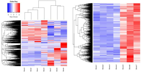 종자 성숙단계별 발현 유전자 hierchical clustering analysis(HCA). (A)RNA-seq의 FPKM 값의 log2-fold 값을 median normalize 한 후, MeV 프로그램으로 heat map을 작성하였다. 시료의 1～4와 5～7 단계가 서로 연관을 가지는 것을 보여준다. (B) 성숙단계 5에서 7로 가면서 증가하는 유전자들을 별도로 모아 보았다