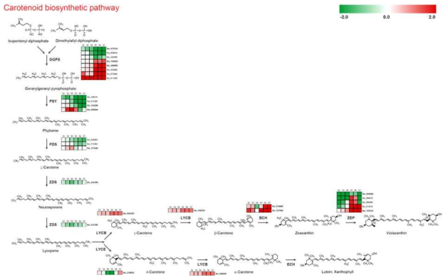선발된 카로티노이드 생합성 유전자 군의 종자 성숙 단계별 log2-fold DEG 분석. 결명자에서 카로티노이드 생합성 유전자로 예측된 유전자들을 성숙 1 단계를 기준으로 하여 FPKM 값의 log2-fold를 표시하였다. 붉은 색은 발현이 증가되는 경우이며, 녹색은 발현이 감소되는 유전자를 표시한다