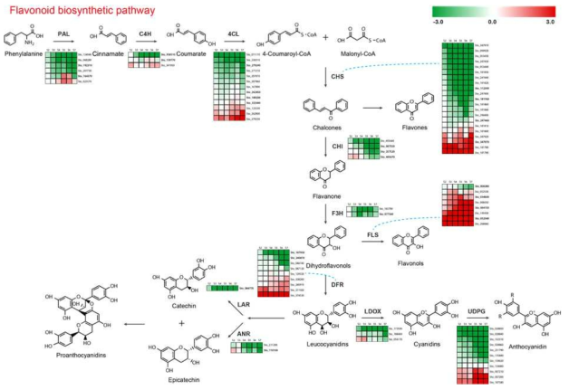 선발된 플라보노이드 생합성 유전자 군의 종자 성숙 단계별 log2-fold DEG분석. 결명자 종자 성숙 1 단계를 기준으로 하여, 각 단계에서의 해당 생합성 유전자들의 발현양을 FPKM log2-fold로 보였다