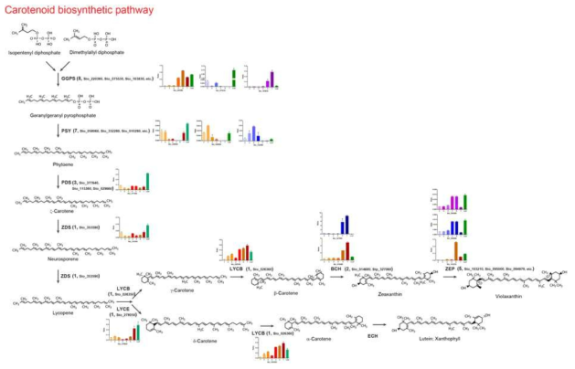 선발한 Carotenoid 생합성 유전자 군의 종자 성숙단계별 qRT-PCR 분석. 카르티노이드 생합성에 관련된 각 유전자의 프라이머 쌍을 이용하여 결명자 종자 성숙단계별 타킷 유전자들의 cDNA에 대하여 qRT-PCR을 수행하였다. 각 3반복한 타깃 유전자의 발현양은 tubulin-β의 Cq값과 수식을 사용하여 상대적인 발현양을 구하였다. 각 그래프의 제일 오른쪽 녹색 bar가 잎에서의 해당 유전자의 발현양을 보여준다