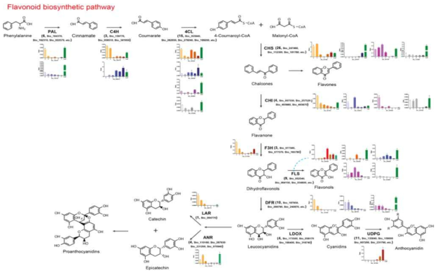 선발한 Flavonoid 생합성 유전자 군의 종자 성숙단계별 qRT-PCR 분석. 플라보노이드 생합성에 관련된 각 유전자의 프라이머 쌍을 이용하여 결명자 종자 성숙단계별 타킷 유전자들의 cDNA에 대하여 qRT-PCR을 수행하였다. 각 3반복한 타깃 유전자의 발현양은 tubulin-β의 Cq값과 수식을 사용하여 상대적인 발현양을 구하였다. 각 그래프의 제일 오른쪽 녹색 bar가 잎에서의 해당 유전자의 발현양을 보여준다