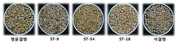 표현형이 다른 결명자 계통 및 근연종의 종자