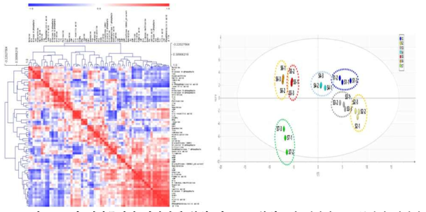 1차 대사물질간 상관관계 분석 및 PCA 분석 1차 대사산물 69종간의 정량값을 이용한 상관분석결과, Pearson 상관분석 및 HCA 분석을 통해 대사산물간의 관련성을 해석 하였다. PCA를 수행한 결과, PC1을 기준으로 1∼4단계와 stage5∼7가 구분됨을 알 수 있었다