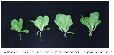 코이어 배지의 사용연수에 따른 배추의 생육(20℃, 30일 생육)